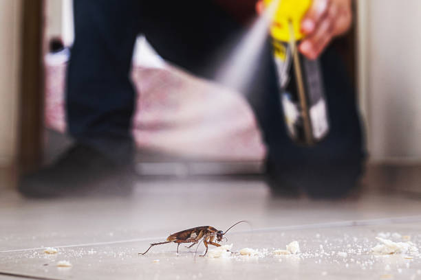 Best Wasp Removal Services  in Akron, PA