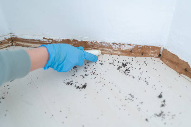 Best Insect Control  in Akron, PA
